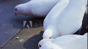 Real footage of simple white doves feeding in nature
