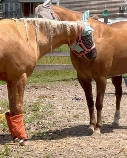 Mutual grooming starring Pamela and Savanna. Horses are social animals and one of the most common equine social behaviors is mutual grooming. Horses position themselves side-by-side which allows for nibbling along the back, withers, neck, or chest. Mutual grooming not only allows horses to reach areas of their bodies that they can’t reach themselves, but also facilitates the exchange of odors between horses which is an important bonding element. #herdmentality #mutualgrooming #horsesbonding #hor