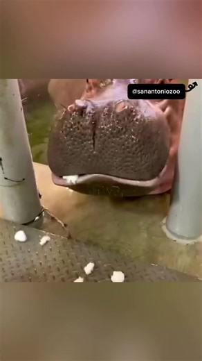 He literally said “BLEGH” | Animal Memes