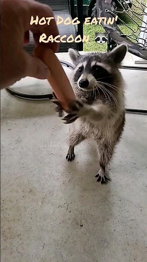 Raccoon Eats Hot Dog 🌭 #wildlife