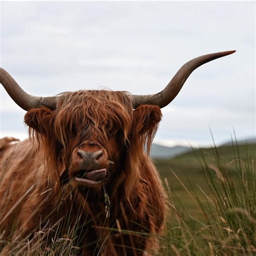 Rampion heifer straws ‼️AVAILABLE NOW‼️ #highlandbull #bulls webbcattlecohighlands | webbcattlecohighlands