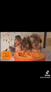 WEST Wildlife Rehab on Reels