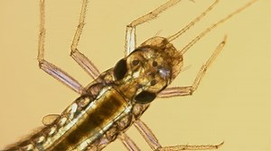 Mayfly Larva Under Microscope Latin Name Stock Footage Video (100% Royalty-free) 1031772107 | Shutterstock