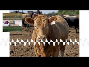 USDA Cattle inventory report with Kyle Bumsted