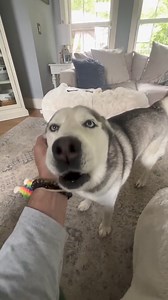 1.6K views · 66 reactions | Awoooooooo 藍 Cre: im_luna_blue_ | Husky Overload | Facebook