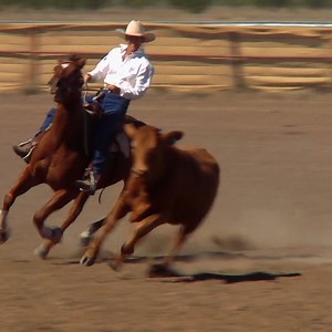 193K views · 5.3K reactions | How will Christina perform as the only woman competing against the top men in a campdraft event! will she come out on top?  | Untamed | Facebook