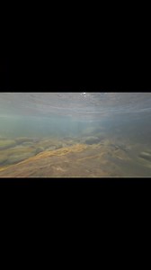 15K views · 101 reactions | Back when there were trout in the streams #trout #fishing #clearwater | Robbie Alexander Photography and Fishing | Facebook