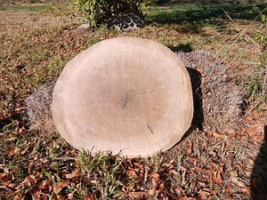 Live oak cookie slabs These are listed on etsy and range between 19 to 22 inches across and 2 to 3 inches thick. Available now on our etsy page #oak #oakwood #oakisnojoke #wood #liveedge #liveedgewood #cookieslab #cookies #cookie #endtables #barheighttable #woodworker #woodwork #woodworking | Rustic Valley | Facebook