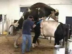Bull Collection 01.wmv