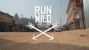 Geckos Run Wild