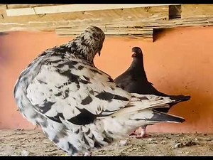 Pigeon Téxan pionniers