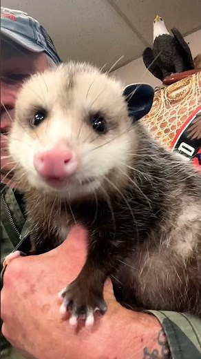 Get A Whiff Of The Stinkiest Opossum Poop Around! #shorts #animals
