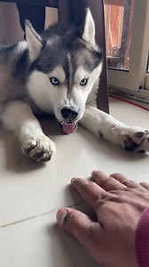 Hussky funny sharp teeth reaction seatings under chair 🤣 #husky #dogsofinstagram #siberianhusky #dog #huskylove huskylife huskypuppy huskiesofinstagram dogs puppy huskies huskylovers huskygram huskyworld huskyphotography huskynation doglover dogstagram puppylove doglife puppiesofinstagram huskysiberiano dogoftheday love huskymix instadog huskyofinstagram doglovers huskypics cute | Raipuriya Prank