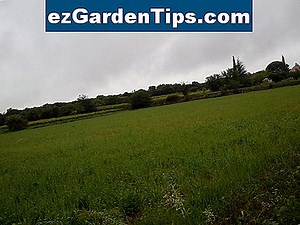Plantation de vesce de couronne 🌱 Conseils Jardiniers - Fr.ezGardenTips.com