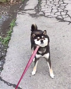 70K views · 2.1K reactions | cómo negosiar con un perro | Yisucrist Resucitao | Facebook