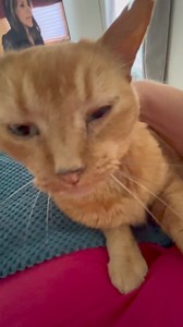 2K views · 104 reactions | When your cat won’t let you stop giving him attention  | Gangstacats | Facebook