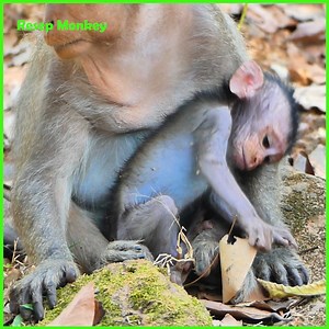 2.5K views · 18 reactions | Trillion pity baby monkey trying to hold mum leg because mum very lazy carry him!! | RESEP Monkey | Facebook