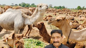 Biggest camel farm in plain areas || Camel farming business in Pakistan | How to start camel farm | Farming Tips