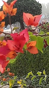 Beautiful orange flowers #flowers #nature #viral #trending #flowerphotography | Blooming Nature Tales