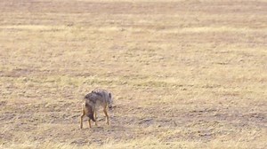 Loup doré d'Afrique (Canis anthus) errant : vidéo de stock (100 % libre de droit) 3992417149 | Shutterstock
