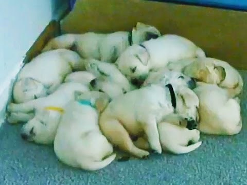 15 Strange Live Webcams You Can Watch NOW!