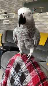 Bully xx | Kelo the African Grey