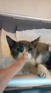 1.8K views · 71 reactions | Tina va fi externată azi după ce a fost...