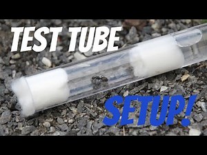 "Ultimate Guide: How to Setup a Test Tube for Ant Keeping 🐜"