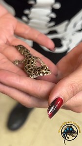 5.1K views · 177 reactions | Want a gecko that stays pint-sized? 年 Look no further than the Viper Gecko! We actually have one adult at the shop right now that's been waiting VERY patiently for his #foreverhome. He is very sweet, handleable, and loves to eat! Somebody come give him a home before Stephanie decides to keep him! 藍 #smallpets #gecko #lizard #petlovers #takemehome #cute #love | The Tye-Dyed Iguana | Facebook