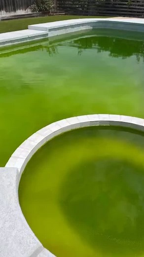 #greentocleanpool #algaetreatment #crystalclearwater #sandiegopools | Backyard Pool & Spa Services