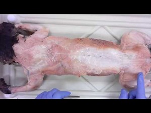 Cat Dissection: Muscular System Overview