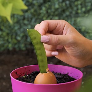 27K views · 194 reactions | D'excellentes astuces pour cultiver les plantes ! | Brico Enfants | Facebook