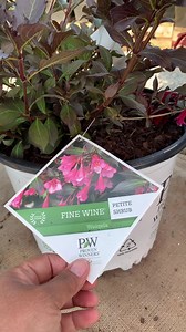 Fine Wine Weigela | Marshall County Co Op