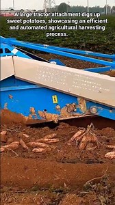 Automated Sweet Potato Harvester