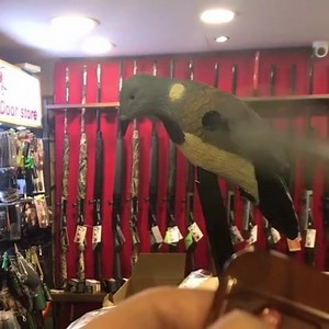 4K views · 69 reactions | Pigeon decoys with remote control محريكة ترغل مع قاعدة /ريموت كنترول Price 55$ For delivery wats70999413 | Tiro Outdoor Store | Facebook