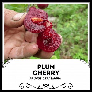 Pruimenkers - Prunus cerasifera - Zeldzame 'Fruit'-zaden - Etsy Nederland