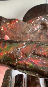 23 reactions | Changing our content today to showcase this beauty of a baculite (heteromorph Ammonite). Almost complete and radiating with color. | KORITE Ammolite | Facebook