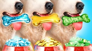 Dog Was Adopted By Billionare Family || Rich or Poor Pet | Princess in Royal Family by Kaboom Zoom | Zoom Zoom