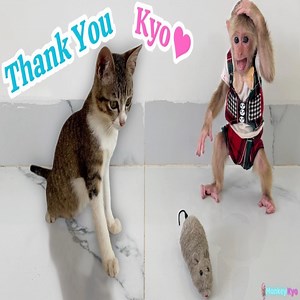 The kitten is confused when monkey Kyo brings home a stuffed mouse! | Slingshot ride