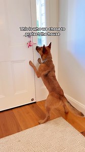 284K views · 3.6K reactions | Beware of the heeler 藍 #australiancattledog #redheeler #redcattledog #heeler #dog | Winnie the Cattle Dog | Facebook