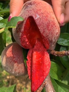 Amazing Fruit Farms - Yummy Fruit | Emotional Quotes