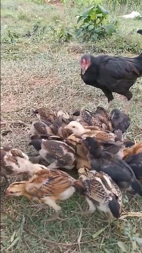 small business ideas in telugu #business #smallbusinessideas