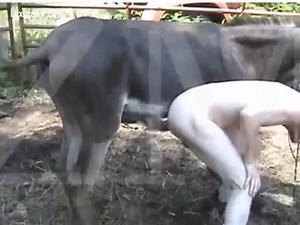 A pervert gets fucked by a donkey