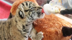 Dallas Zoo welcomes first tiger cub in over 70 years