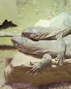 Ein Schwarzkehlwaran (Varanus albigularis microstictus) erreicht in seinen 25 Jahren eine Größe von bis zu 150 cm. #schwarzkehlwaran #varanus #albigularis #microstictus #waran #varanusalbigularismicrostictus #schwarzkehlwarane #warane #zoozajac #duisburg | Zoo Zajac