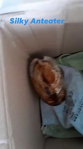 Rescued and released: This Silky Anteater aka ' Poor me one" was rescued in the Rio Claro District and released in a forested area. We thank the resident for contacting Hunters Search and Rescue Team led by Captain Vallence Rambharat for advice. Our team conducts Wildlife Rescues in partnership with the Wildlife Section, Forestry Division, Ministry of Agriculture, Lands and Fisheries. | Hunters Search and Rescue Team