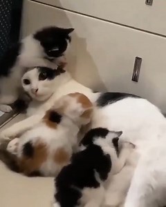 ให้กินนมไม่ได้ให้กินหู 🤣 | รักนะสัตว์โลก