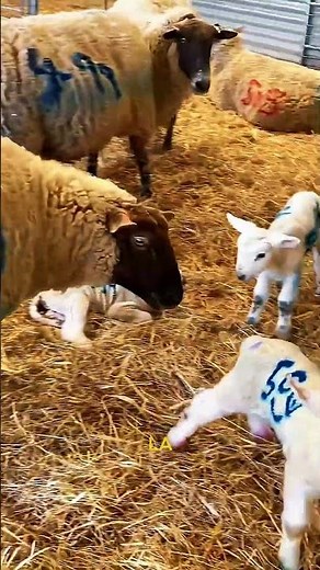 sheep farming with paint