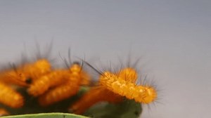 Yellow Kale Caterpillars Eat Leaves Pests 库存影片视频（100% 免版税）1109809999 | Shutterstock