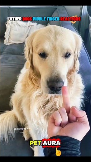 Pet Aura Ep26 || Dog middle finger reactions #dogshorts